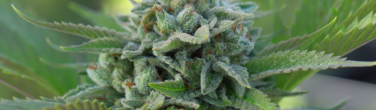 Fleurs de CBD disponible chez Natural Bud
