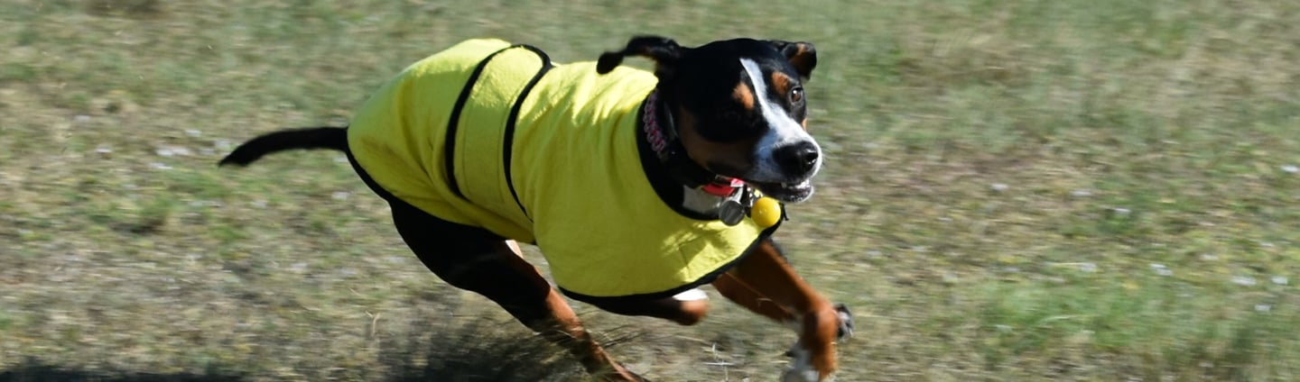 Large black dog wearing yellow dog cool coat running