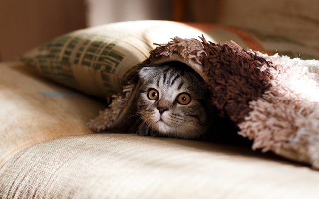 A cute tabby Scottish Fold kitten peeking out from under a fuzzy brown blanket on a sofa.