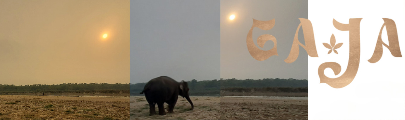 Elephant grazing at sunset in Nepal