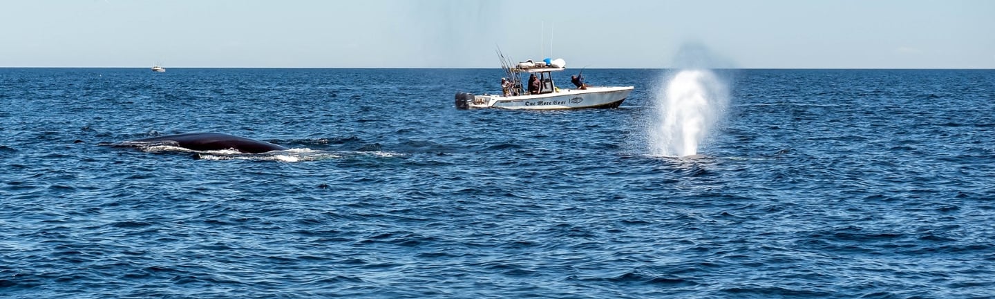 Offshore fishing whales dolphins