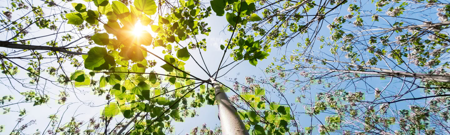 arbre le paulownia