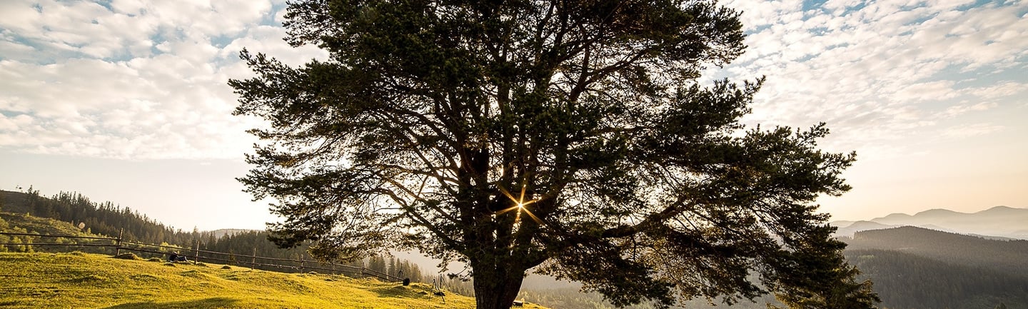 Arbre majestueux avec rayon de soleil qui transperce les branches, représentant l'enracinement et l'élévation personnelle
