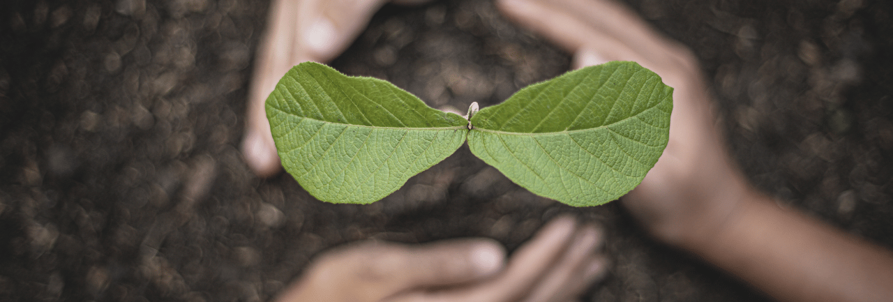 two hands holding a leafy plant in the middle of a circle