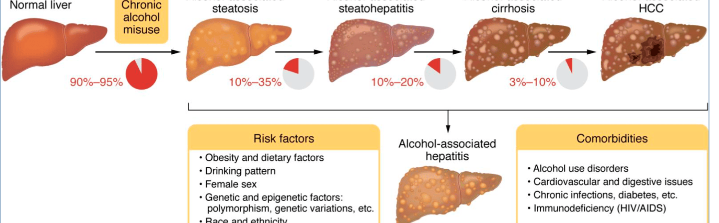 FMT can potentially prevent the recurrence of alcoholic hepatitis and other related liver diseases.