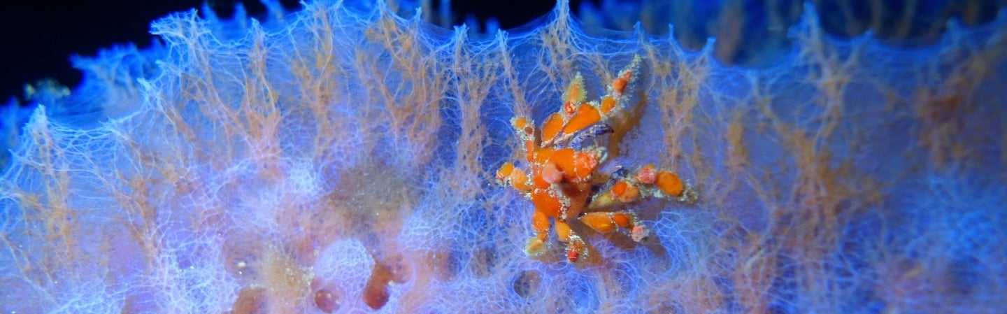 Southern teardrop crab on the rim of an azure vase sponge