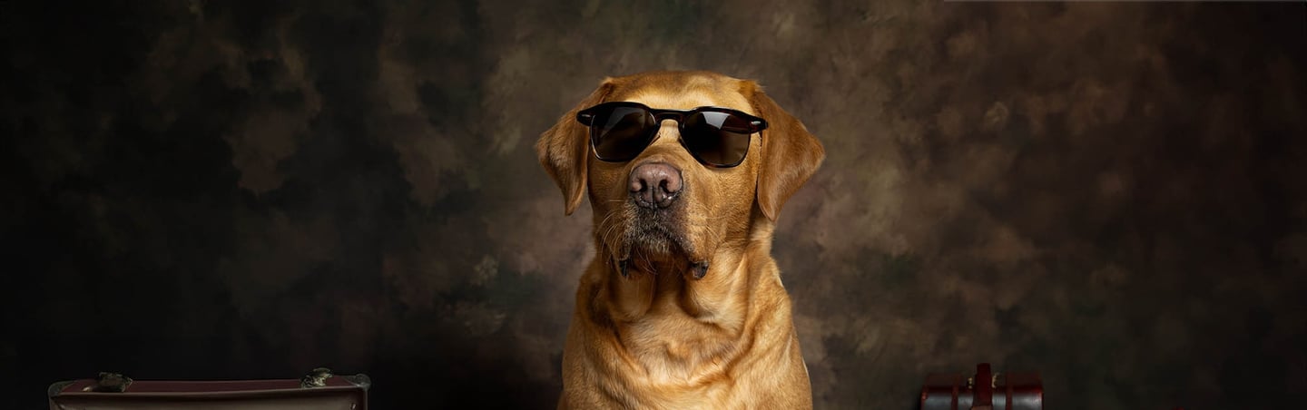 LokiPawtraits - a dog wearing sunglasses and sunglasses with a suitcase