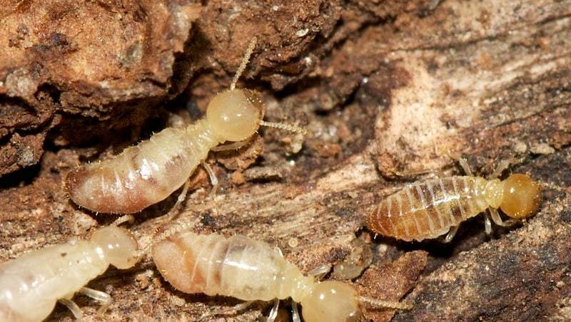 Termite Control