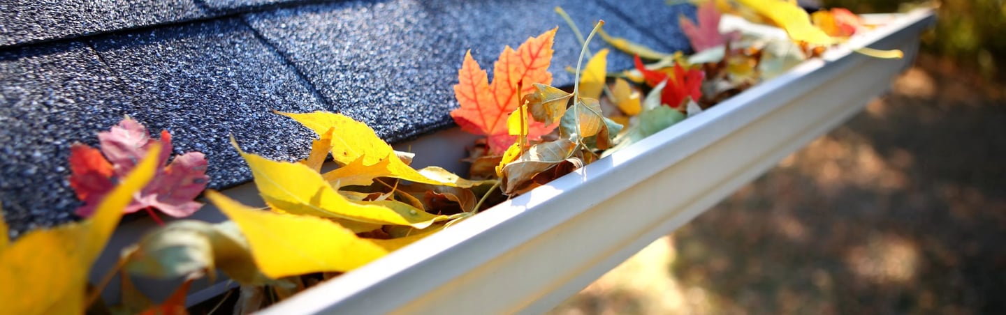 Gutter Full of Leaves