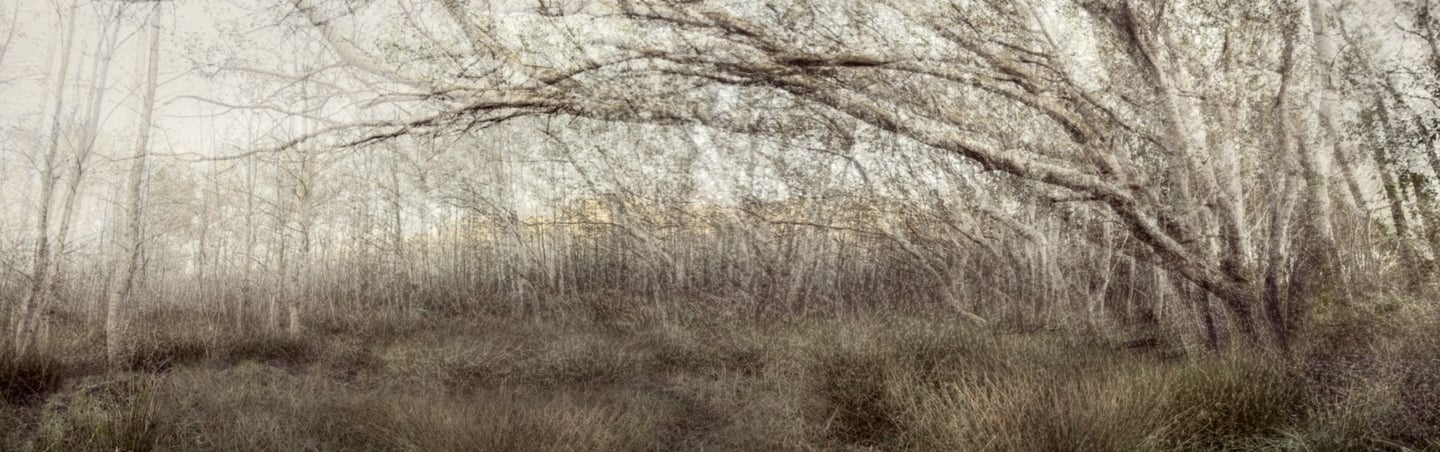 Ethereal landscape photography artwork by Martin Osner showing an abstract forest scene with layered tree branches