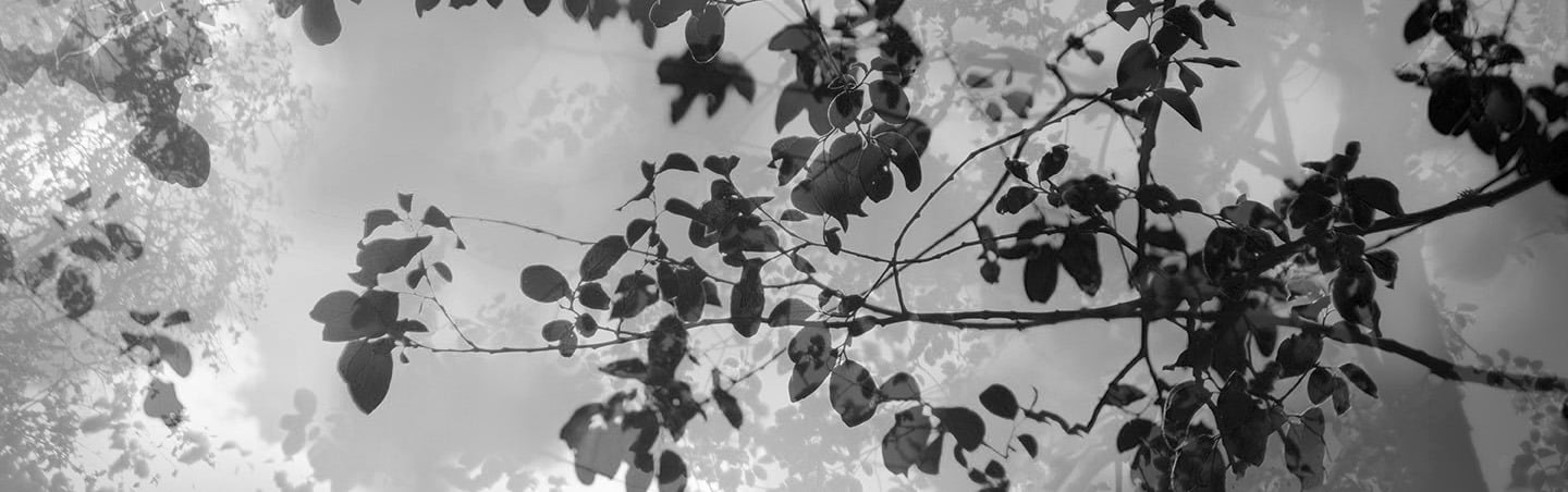 a tree with leaves and branches in the background