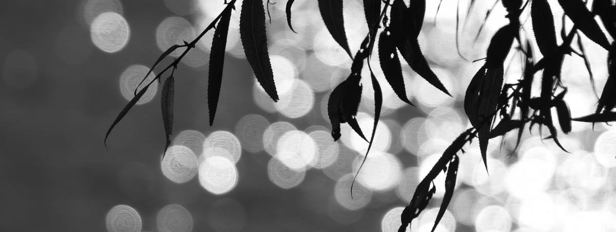 Willow leaves silhouetted against bokeh