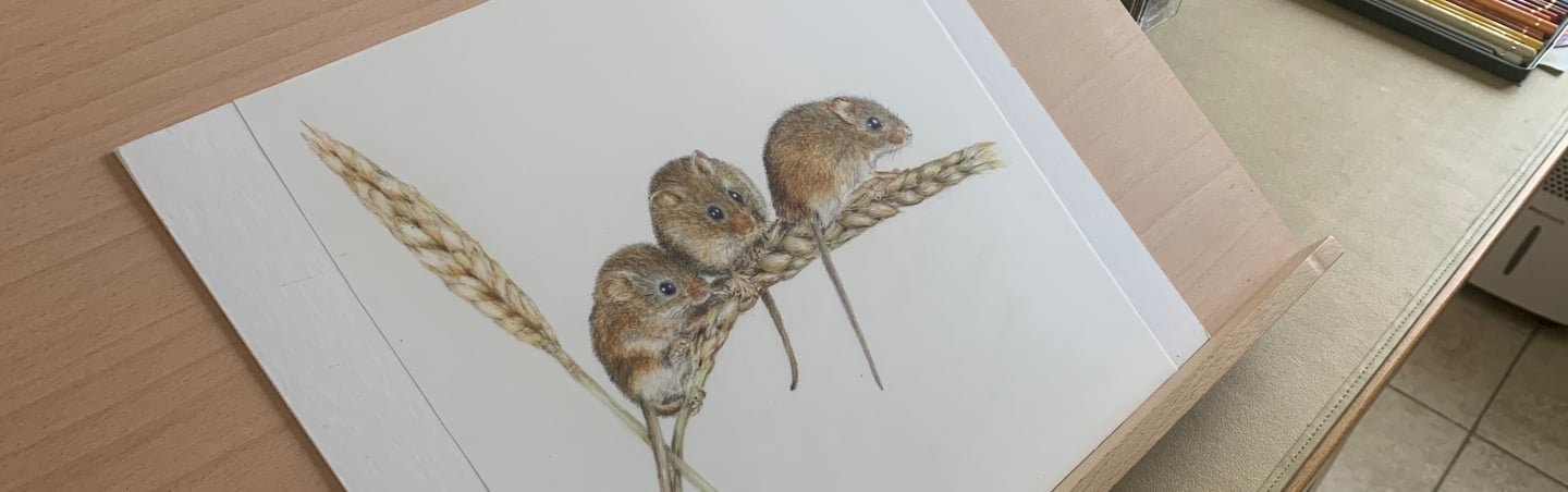 Harvest mice
