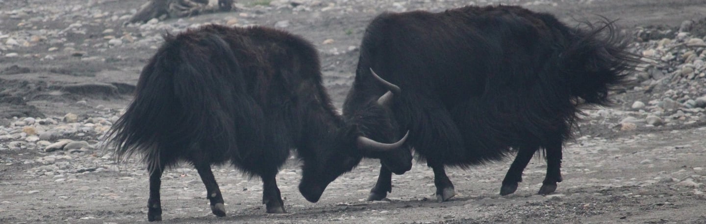 Yaks au combat