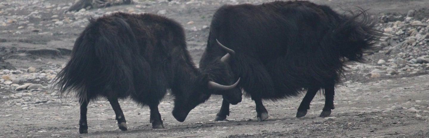 yaks fighting in Dolpo