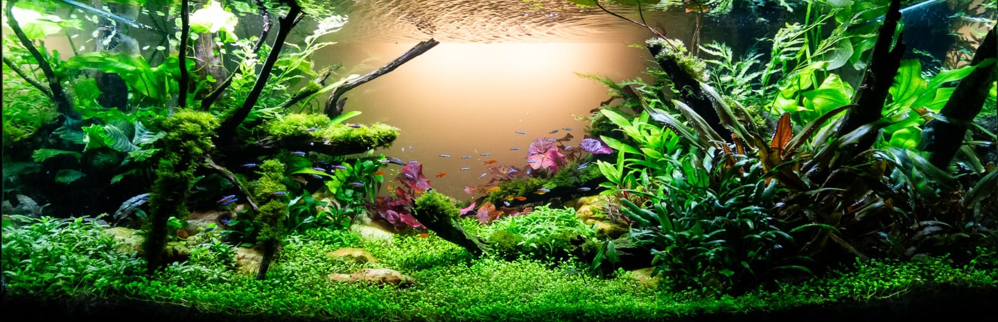 aquario plantado aquapaisagismo plantas