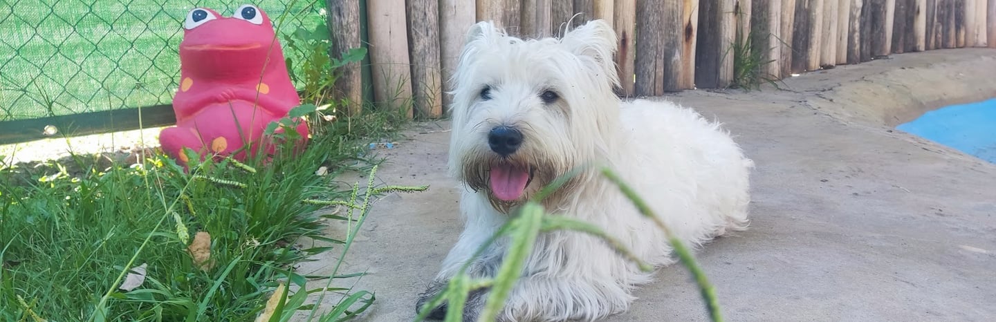 a white dog is laying down on the concrete