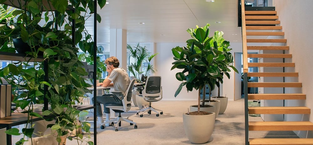 اتصل بشركة "نيو جرين تتش" لخدمات تصميم الحدائق الداخلية وصيانة النباتات. شركة لاندسكيب مصرية متخصصة 