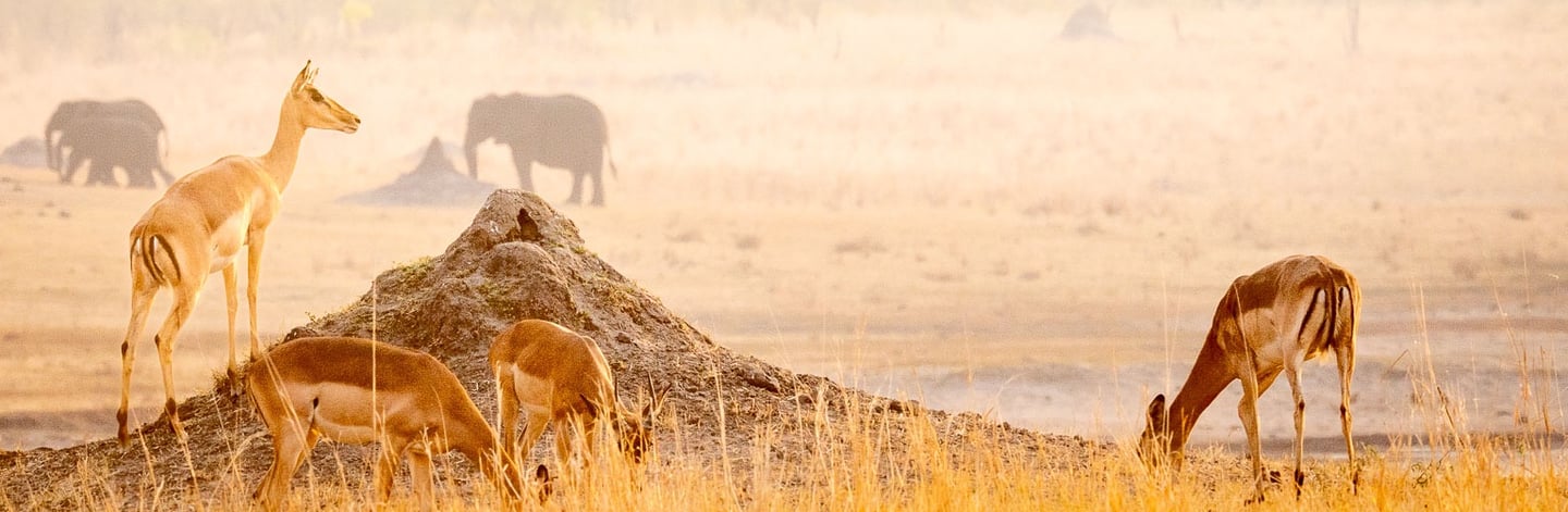 Impala on termite mound with elephant in background