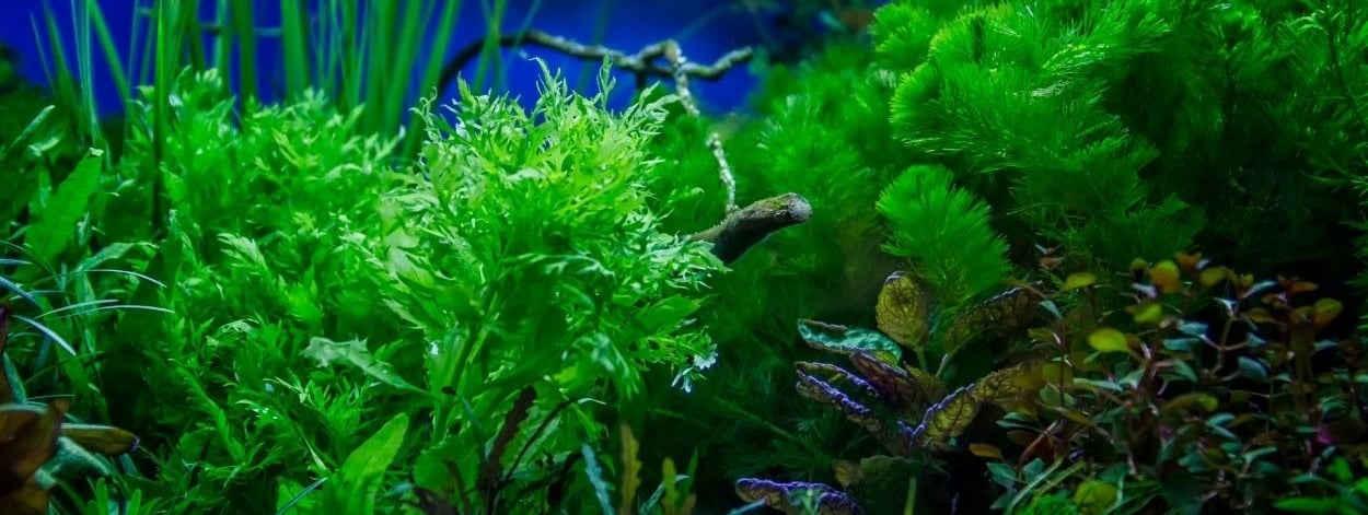 Planted aquarium showcasing healthy Shell & Fin boutique livestock