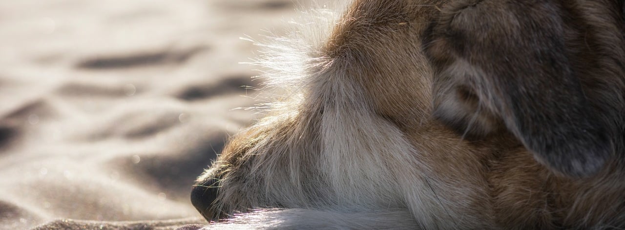 gros plan d'un museau d'un chien blanc et roux allongé sur le sable