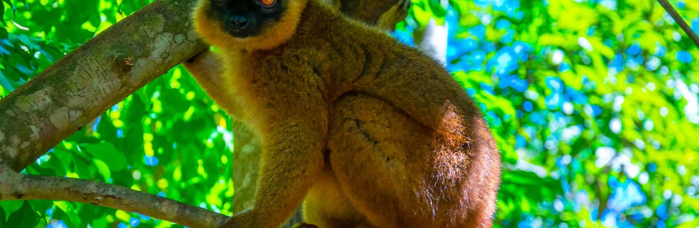 a brown lemur lemur lemur lemure lemure lemur