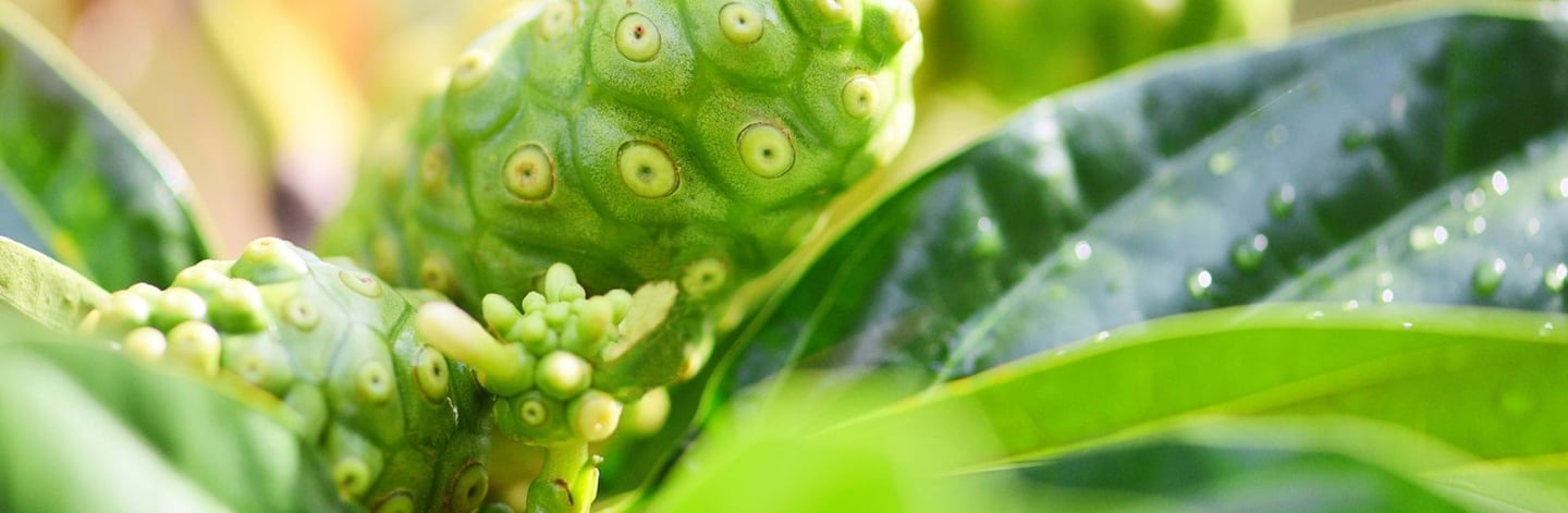 why I drink magical noni