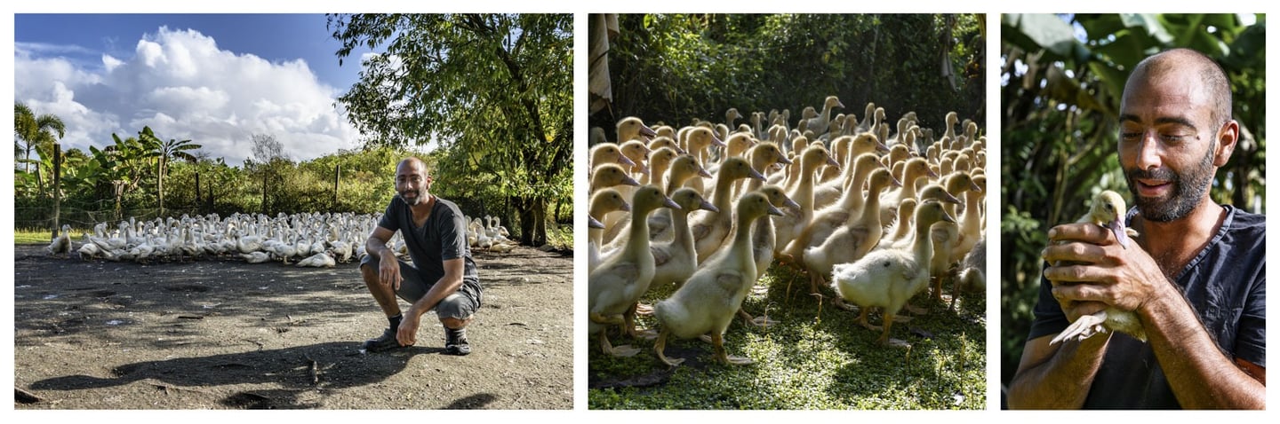 Un éleveur de canards joue avec un caneton
