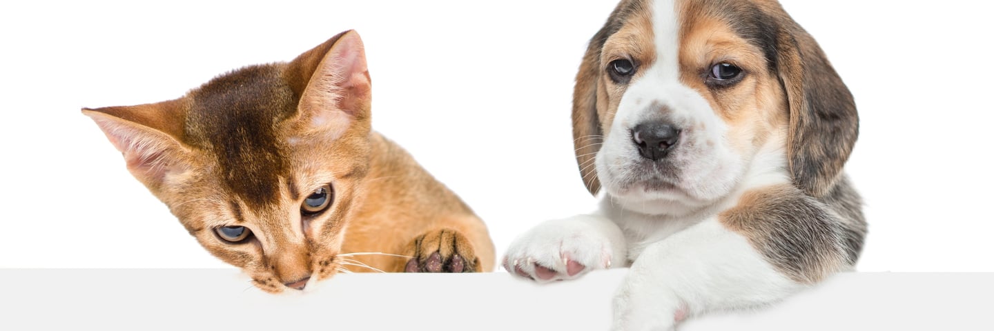 fido's pet sitters reviews, testimonials, Lynwood dog walking near me