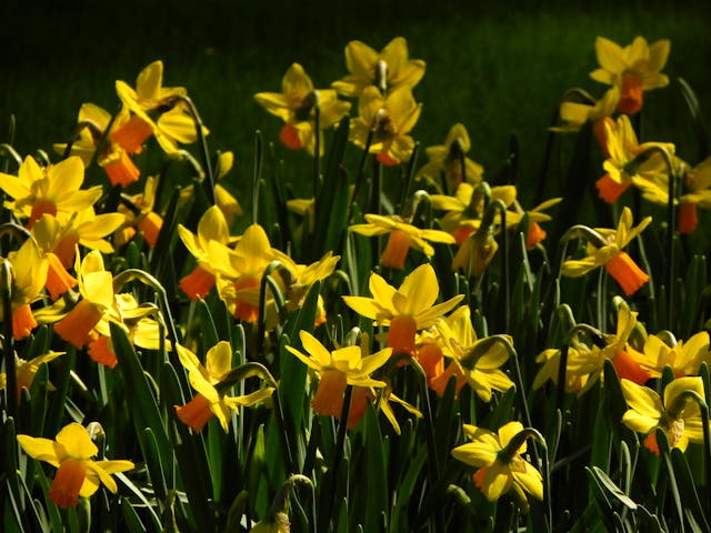 Vibrant yellow and orange daffodils blooming in a sunny spring garden field.