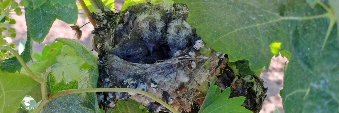 polluelos en viñedos ecológicos Mallorca