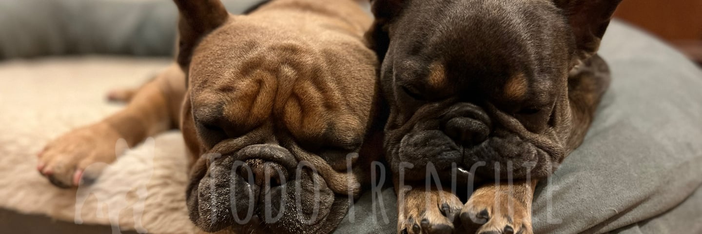 Bulldog Francés Frenchiestories blog 