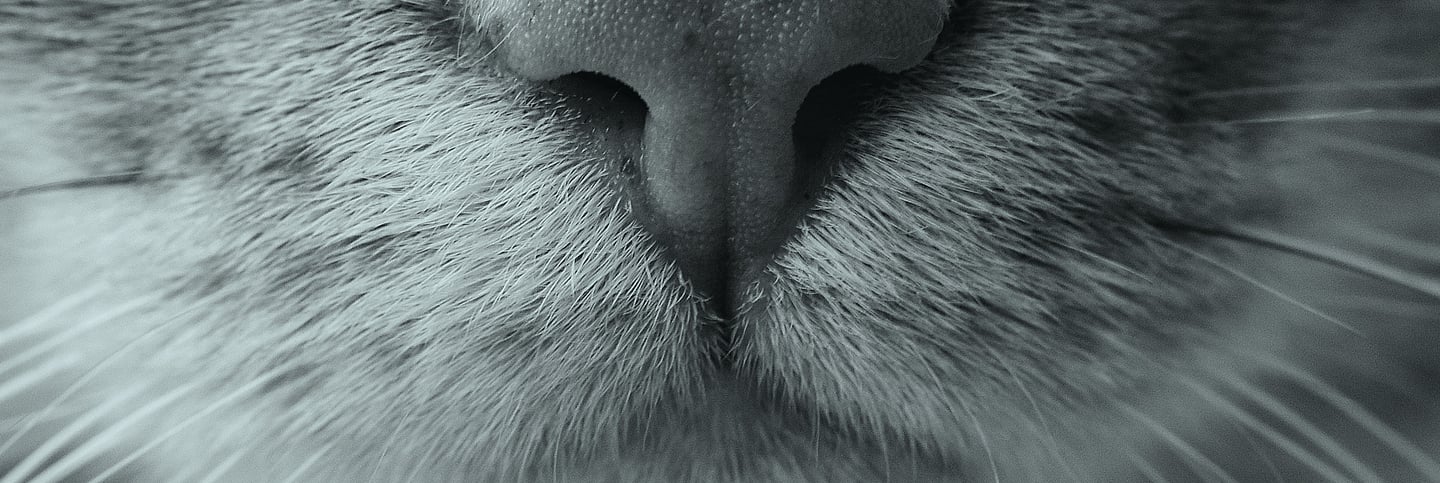 a close up of a cat's face and nose