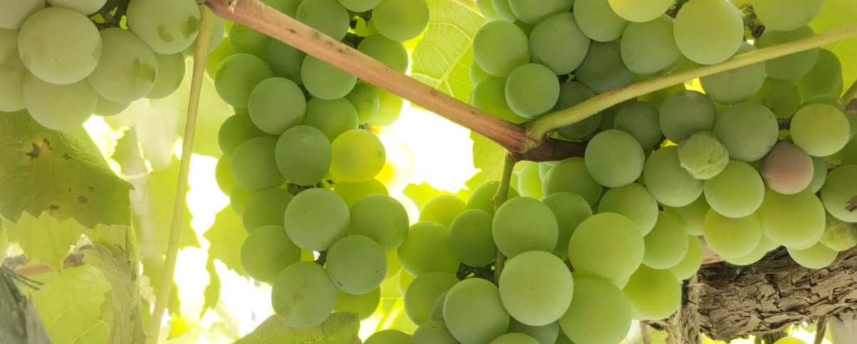 bunch of hite grapes hanging from the vineyard