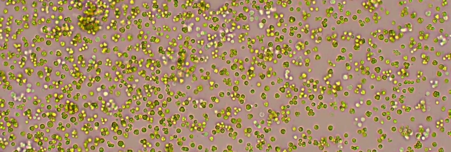 cultivo de microalgas chlorella