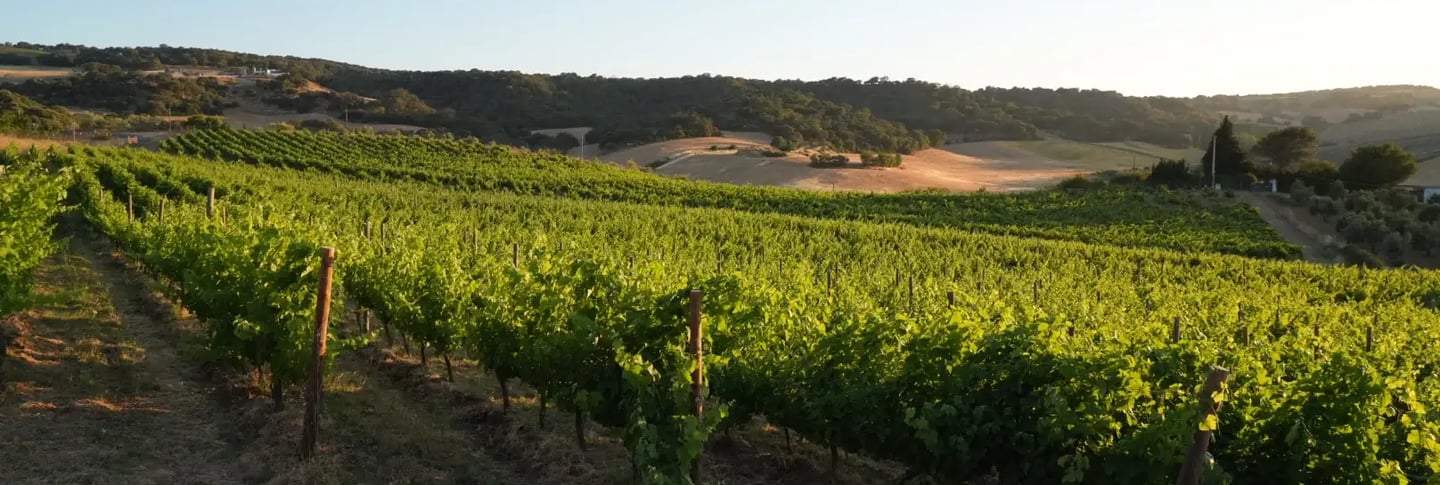 viñedo bodega luisyana ronda