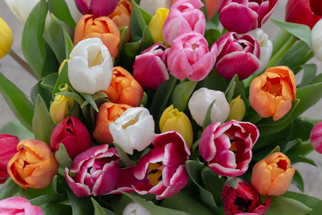 what flowers symbolize new beginnings