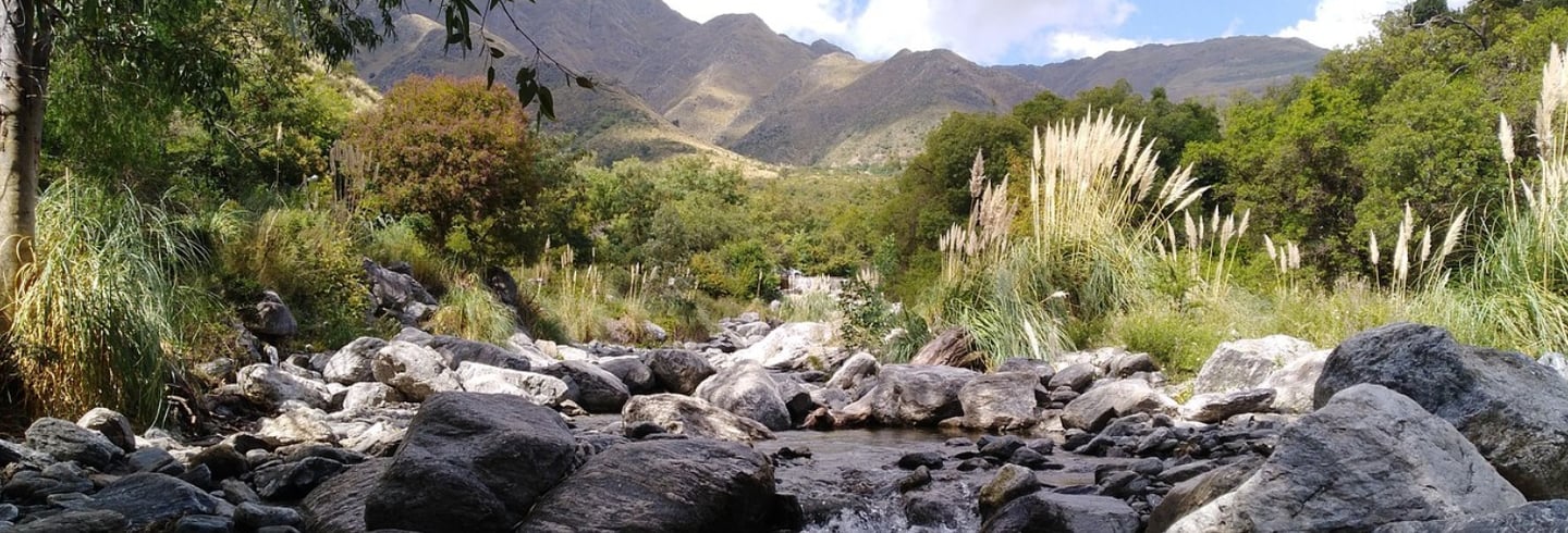 a stream running through a stream in a lush green forest