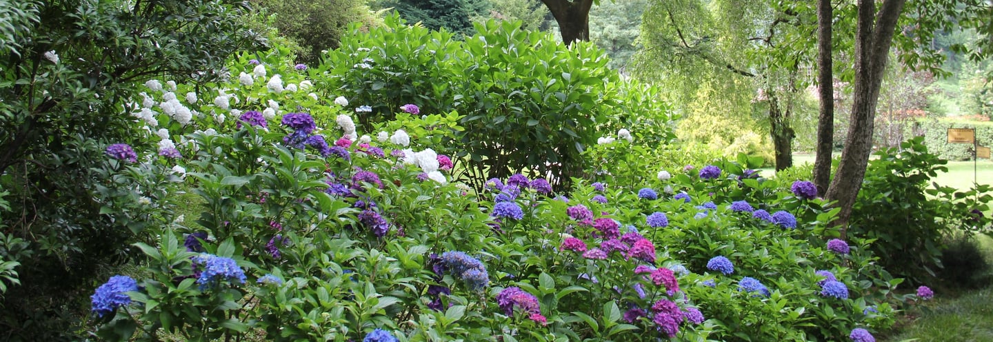 a garden with flowering bushes and trees