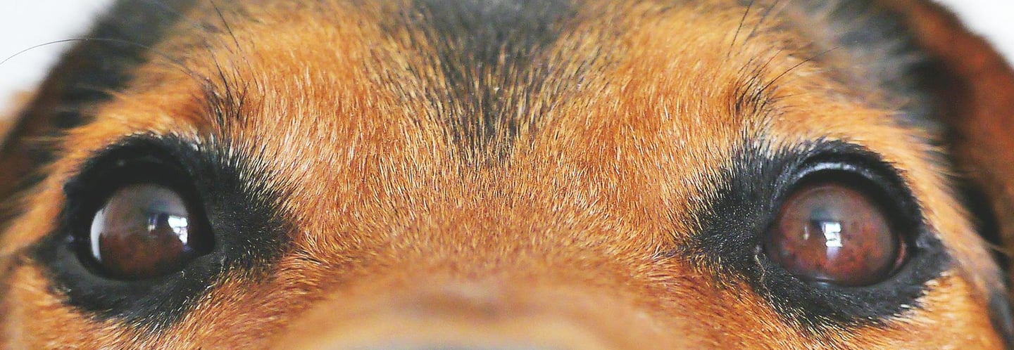 chien lyon barkette