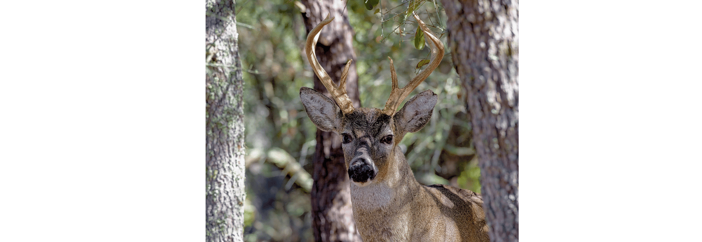 Florida Buck
