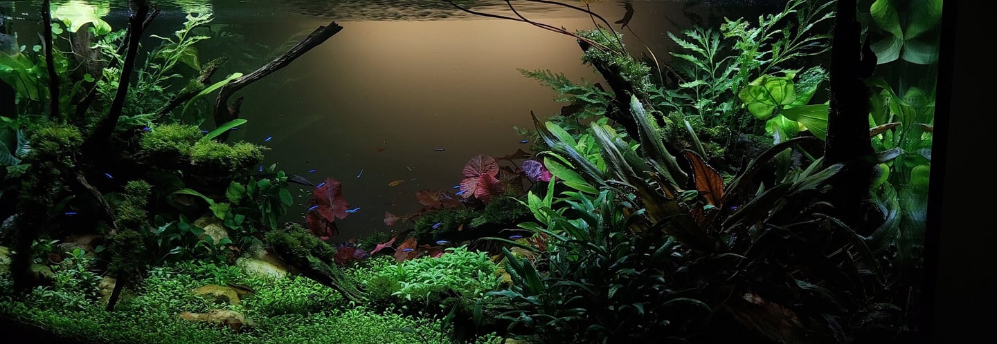 aquario plantado aquapaisagismo plantas peixe neon