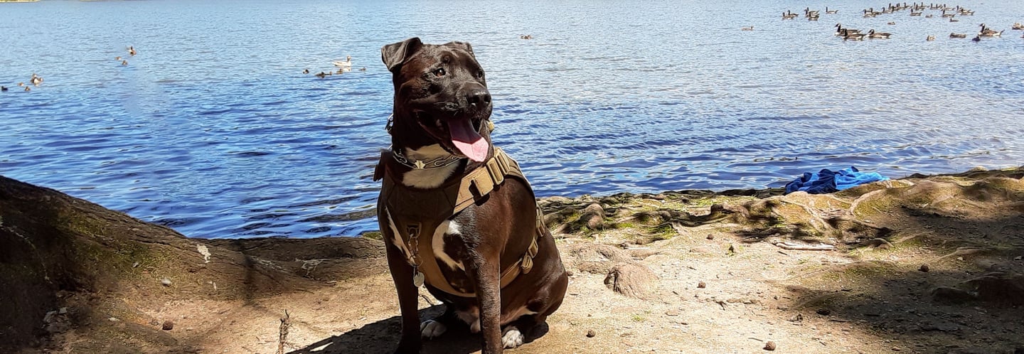 dog sitting near a lake.