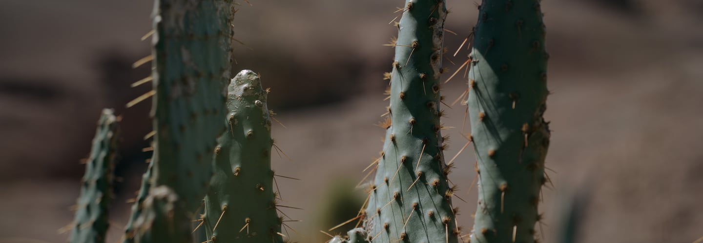 cactus photo - Studio Fauvve