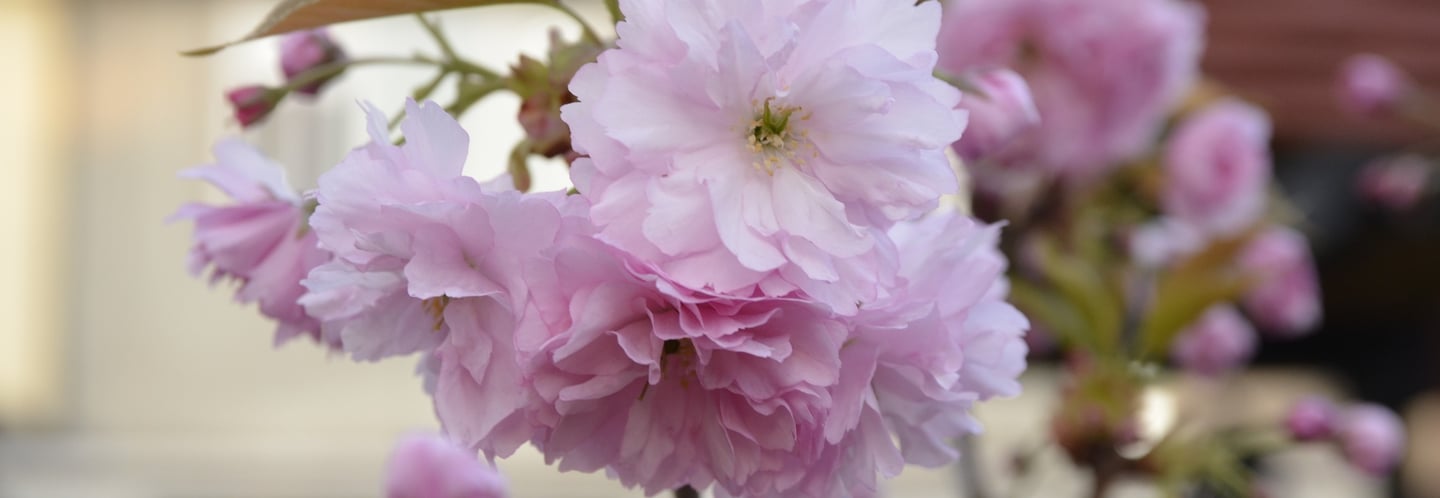 Japanese Cherry