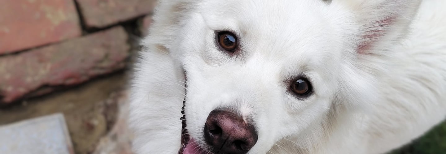 indian spitz dog smiling after completing all training session at gurgaondogtraining.in