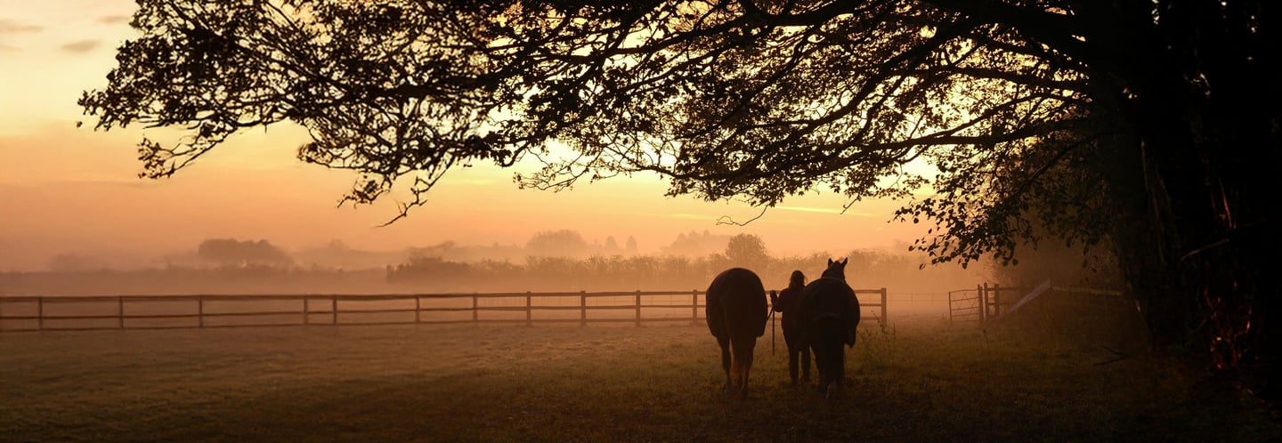 Horses at Dawn