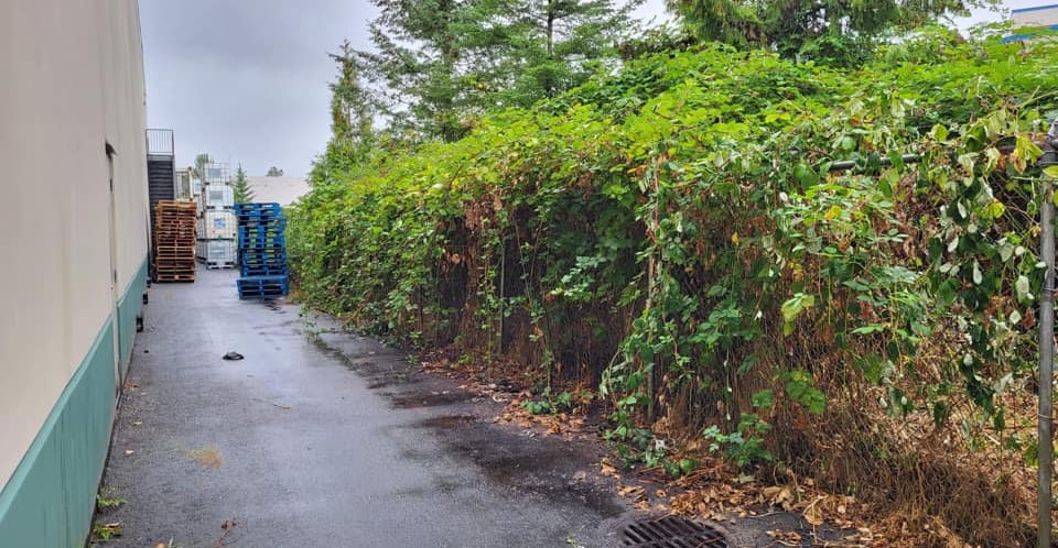 Overgrown blackberry bushes over a fence.
