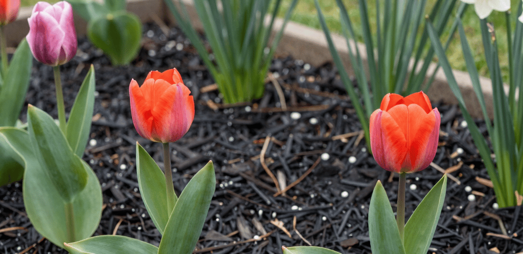 A friendly mulch delivery truck parked in a sunny suburban yard with freshly spread brown mulch around flower beds.