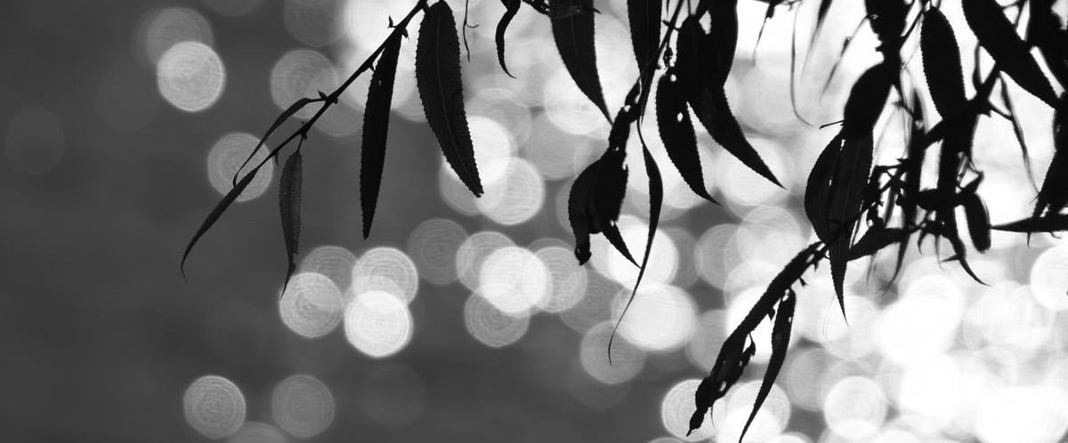 a tree branch with leaves on it and bokeh in the background